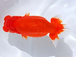 横浜観魚会　西大関　番美　鳴海　満　横浜