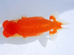 横浜観魚会　立行司　番美　鳴海　満　横浜