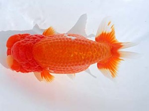 横浜観魚会　取締一　夢刀龍　齋藤一成　東京