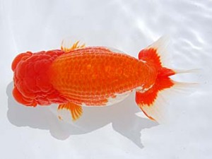 横浜観魚会　西大関　夢心観　齋藤一成　東京