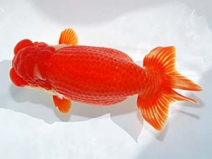 横浜観魚会　立行司　景虎　坂牧直哉　新潟