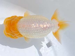 横浜観魚会　取締一　あかね雲　片岡伸介　伊勢原