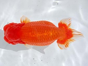 横浜観魚会　取締二　英心　安田英一　川崎