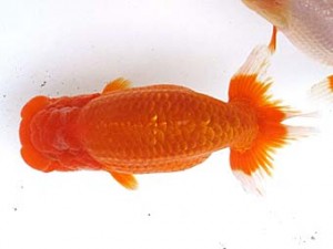 愛魚会　東大関　番美　横浜　鳴海 満