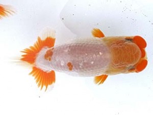 愛魚会　西大関　黒鹿　足立　目黒康弘