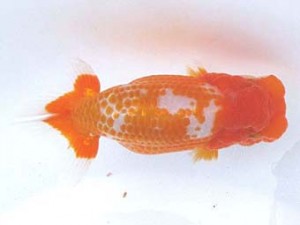 愛魚会　立行司　扇錦　足立　林 和明