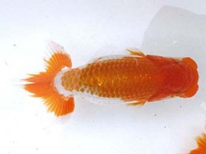 愛魚会　取締一　椿　足立　小泉順一