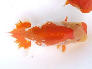 愛魚会　取締二　真愛魚　花田国昭