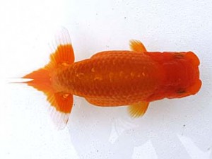 愛魚会　東大関　扇錦　足立　林 和明