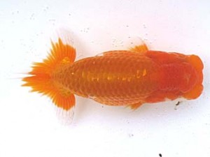 愛魚会　立行司　扇桜　足立　林 和明