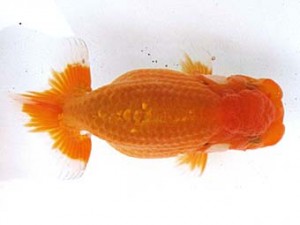 愛魚会　取締一　黒鹿　足立　目黒康弘