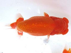 愛魚会　東大関　雄星　横浜　矢作雄一