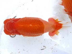 愛魚会　西大関　桜姫　杉並　三宅雅也