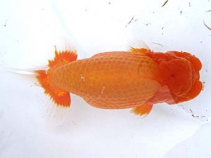 愛魚会　立行司　扇錦　足立　林 和明