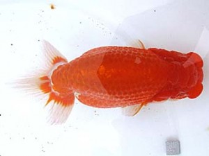 愛魚会　取締一　一星　横浜　矢作雄一