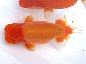 愛魚会　取締二　正宗　宮城　高橋正範