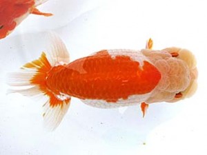 愛魚会　東大関　正星　宮城　高橋正範