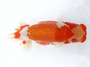 愛魚会　立行司　黒鹿　足立　目黒康弘