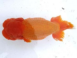 愛魚会　取締一　椿　足立　小泉順一