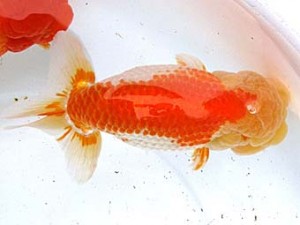 愛魚会　取締二　松風　武蔵村山　松本和正