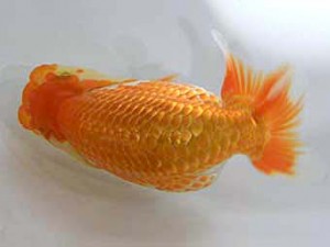 北日本支部　東大関　彩　伊藤幸樹