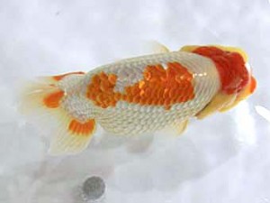 北日本支部　西大関　桂　斉藤一郎