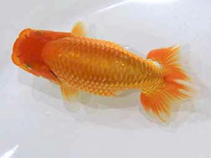 北日本支部　立行司　剛　伊藤幸樹