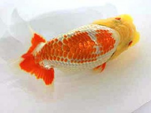 北日本支部　取締二　夢歩仁世　三浦雄一