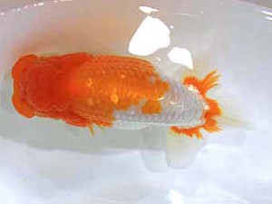 北日本支部　東大関　風神　豊島悦雄