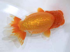 北日本支部　西大関　光琳　小島次彦