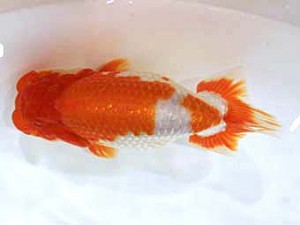 北日本支部　立行司　雄鶴　三浦雄一