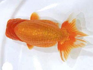 北日本支部　取締一　秋月　小玉直則