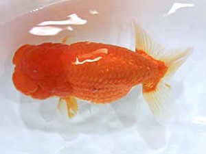 北日本支部　東大関　佳風　三浦雄一