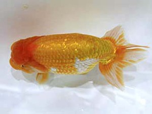 北日本支部　西大関　龍臣　豊島悦雄