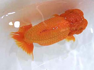 北日本支部　立行司　内在美　田村武美