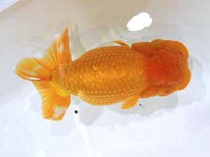 北日本支部　取締一　桜花　豊島悦雄