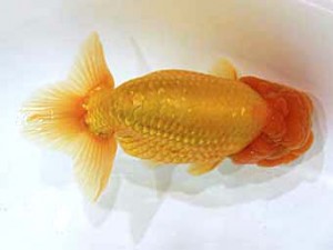 北日本支部　取締二　潟上野　鎌田重春