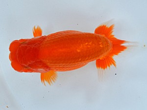 蘭優・観友　東大関　相馬健一　青森