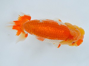 蘭優・観友　立行司　福沢　真　青森