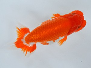 蘭優・観友　取締一　蝦名敏則　青森