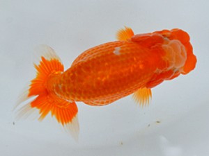 蘭優・観友　取締二　相馬健一　青森