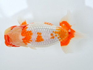 蘭優・観友　東大関　安田光伸　青森