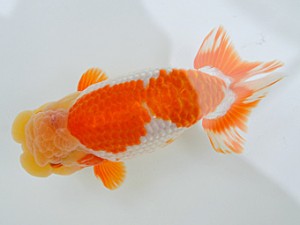 蘭優・観友　西大関　相馬健一　青森