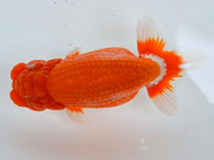 蘭優・観友　立行司　成田　賢　青森