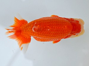 蘭優・観友　取締二　相馬健一　青森