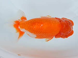 蘭優・観友　東大関　成田　賢　青森