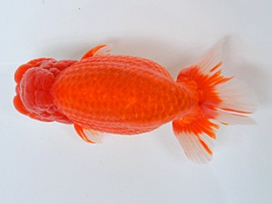 蘭優・観友　西大関　安田光伸　青森