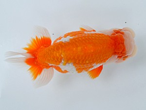 蘭優・観友　立行司　神谷隆志　八戸市