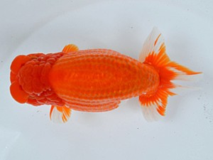 蘭優・観友　取締二　安田光伸　青森