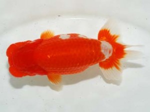 房総らんちう会　東大関　輝　堀切輝雄